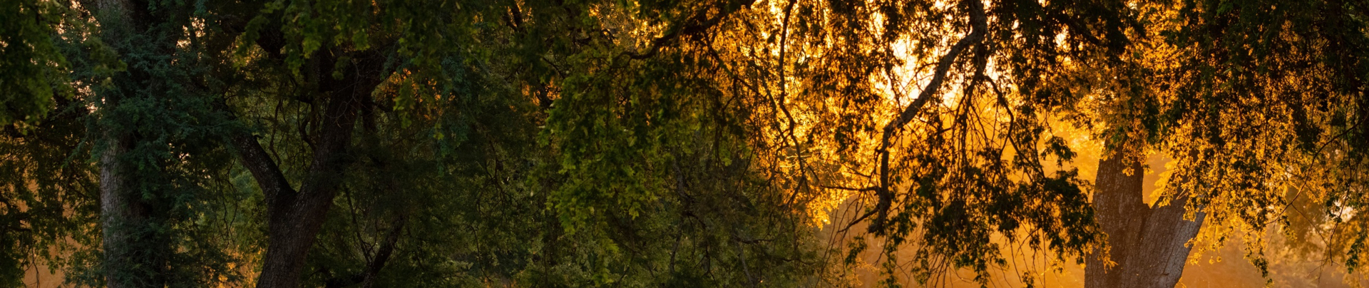 Machaba Ingwe Pan Camp Wildlife Sightings July 2025 Banner Mana Pools Forest In The Afternoon Machaba Ingwe Pan Camp Wildlife Sightings July 2025 Banner Mana Pools Forest In The Afternoon