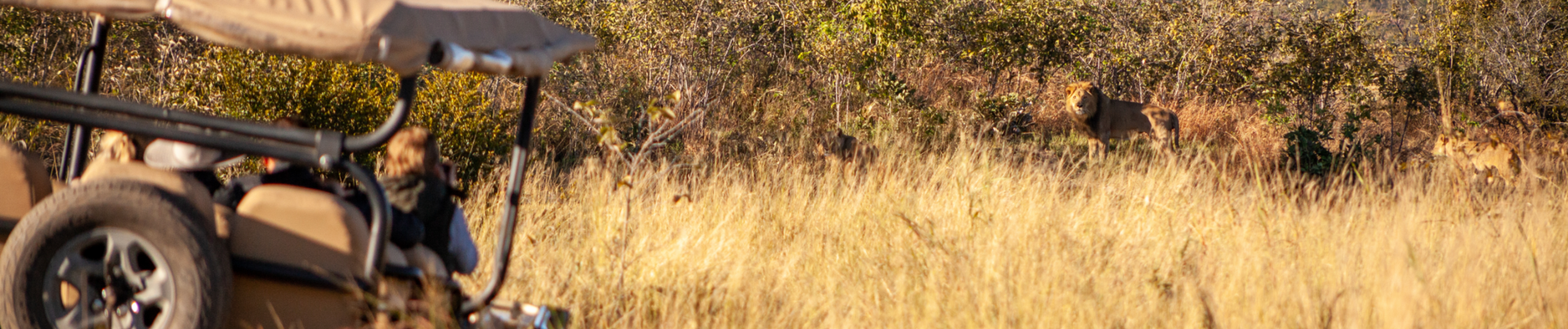 Machaba Deteema Springs Camp Wildlife Sightings August 2026 Banner Sightings On Safari