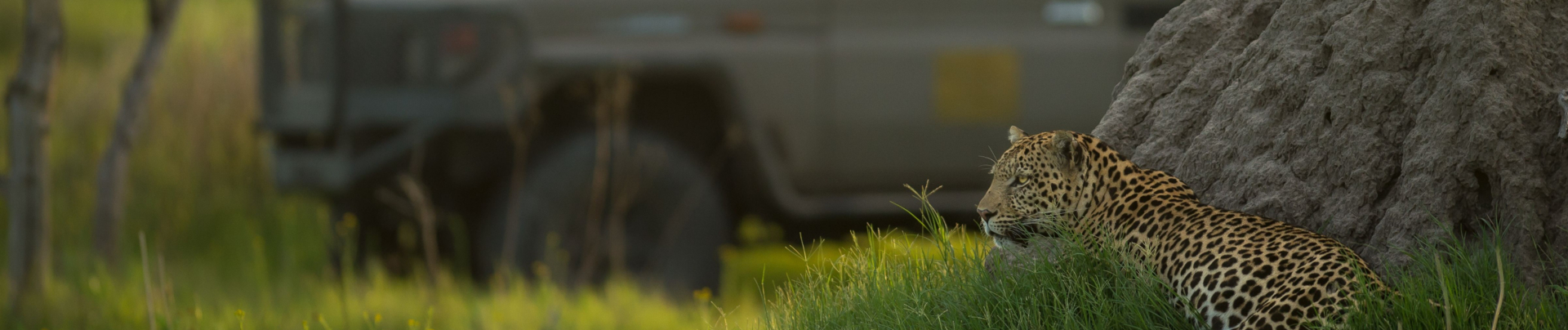 Machaba Camp Wildlife Stories