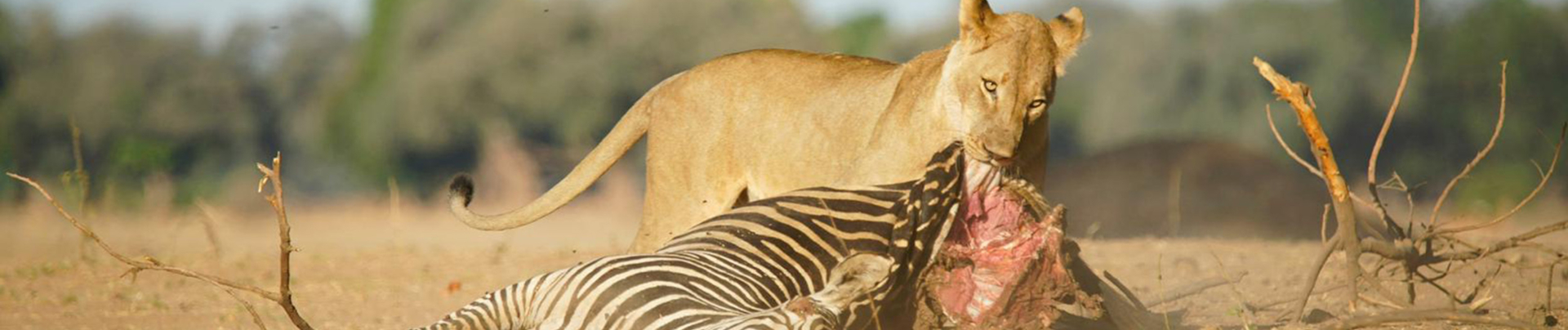 Machaba Mana Pools October Sightings Banner