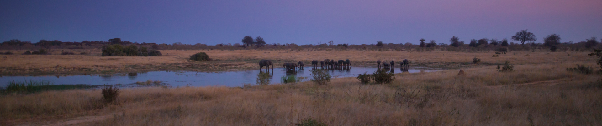 Machaba Verneys Camp Wildlife Sightings May 2026 Banner Hwange National Park Pan
