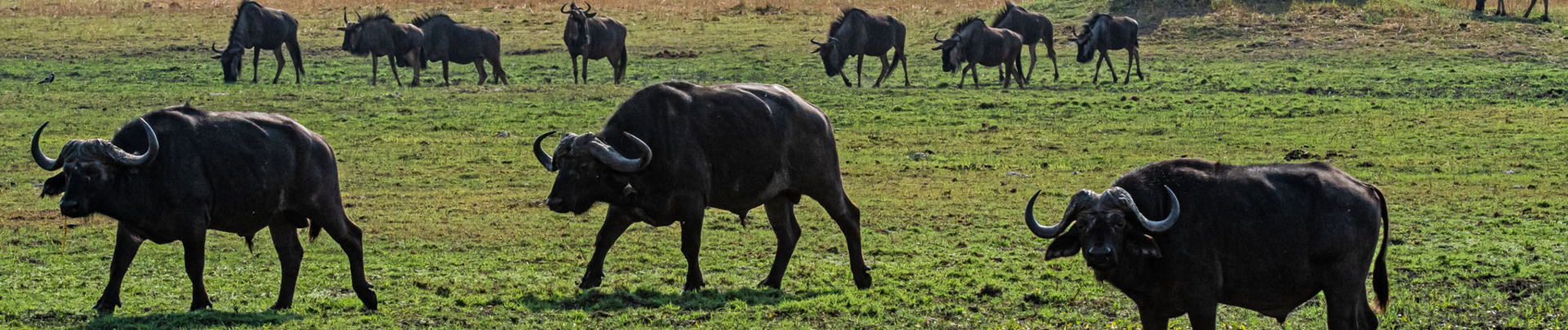 Machaba Kiri Camp Wildlife Sightings March 2026 Banner Herd Of African Buffalo