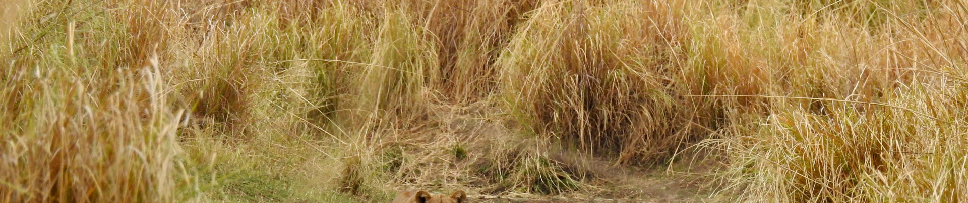 Zimbabwe Mana Pools Ingwe Pan August 2020 Lion Cub Banner Zimbabwe Mana Pools Ingwe Pan August 2020 Lion Cub Banner