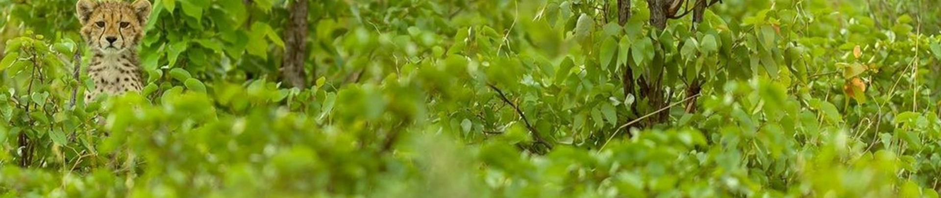 Machaba Safaris   Botswana   Okavango   Shaun Malan   Cheetah Cub12 Machaba Safaris   Botswana   Okavango   Shaun Malan   Cheetah Cub12