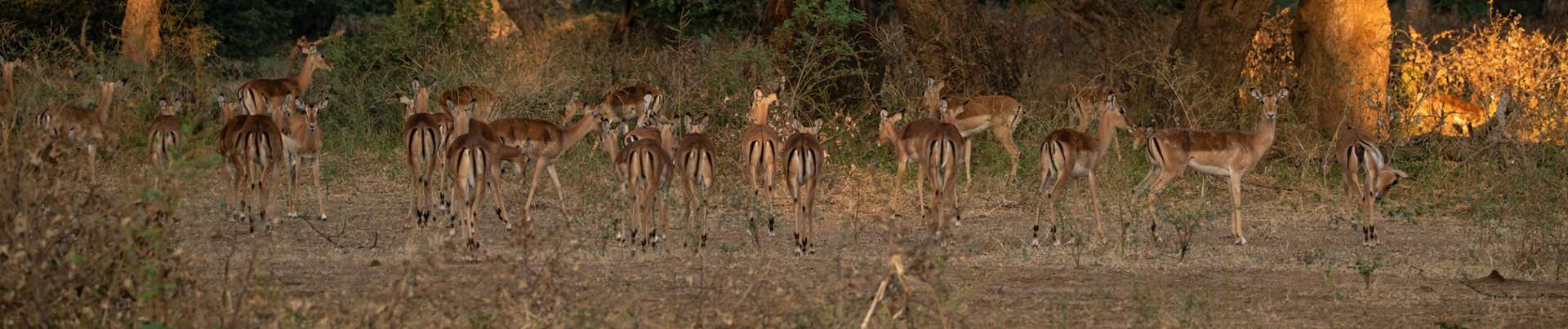 Zimbabwe Mana River Camp Banner Zimbabwe Mana River Camp Banner