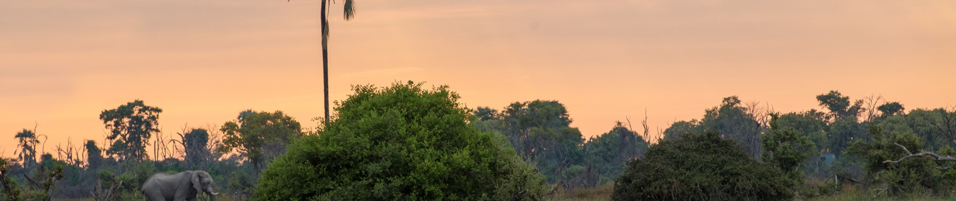 Machaba Monachira Camp Wildlife Sightings June 2025 Banner Okavango Delta Sunset