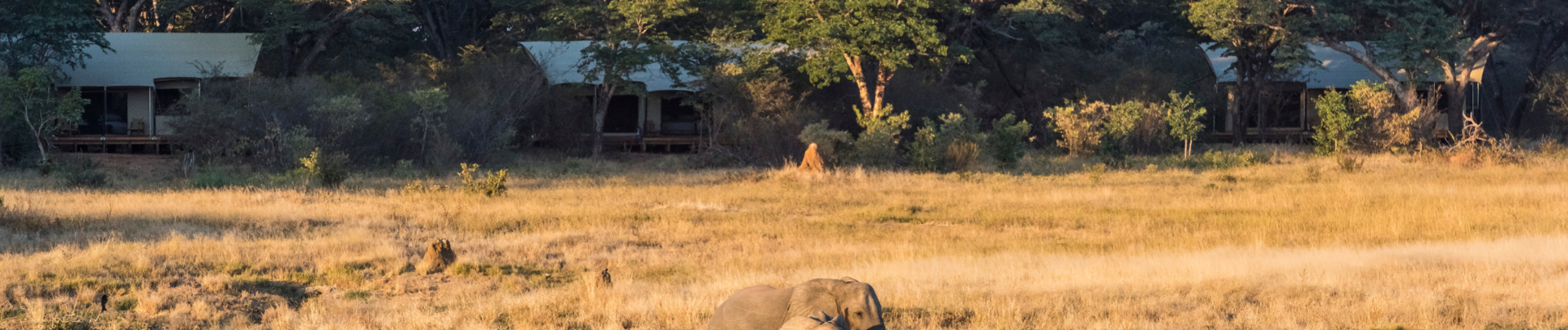 Machaba Zimbabwe Hwange Verneys Camp Sighting February 2020 Banner