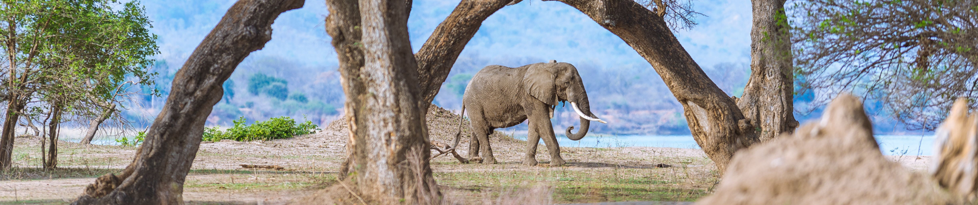 Zimbabwe Mana Pools Ingwe Pan Banner