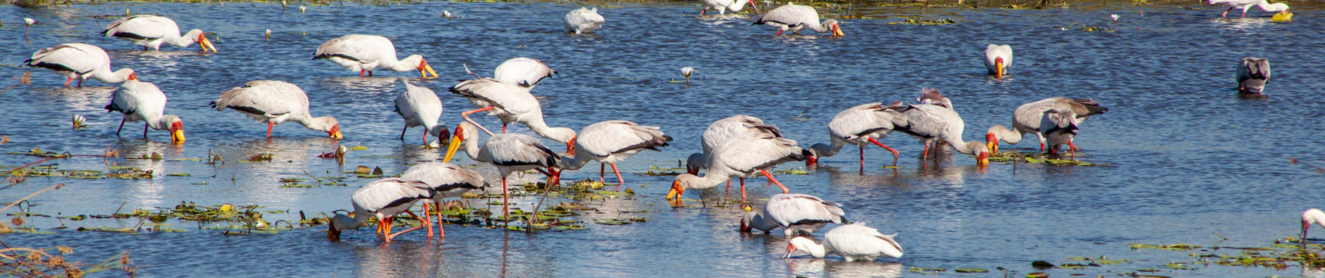 Botswana Machaba Birds Sightings