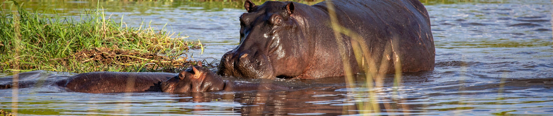 Machaba Botswana Okavango Delta Little Machaba Camp Hippos Sightings Machaba Botswana Okavango Delta Little Machaba Camp Hippos Sightings