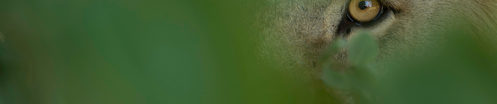 Botswana Okanvanga Delta Machaba Camp Sightings Jan 2021 2