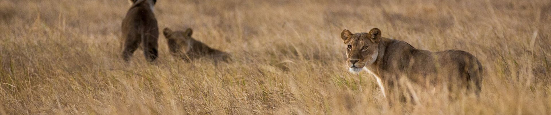Machaba Botswana Okavango Delta Lions Sightings Machaba Botswana Okavango Delta Lions Sightings