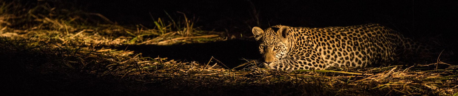 Botswana Okavango Delta Machaba Camp Leopard 2 Sightings 2017 December Botswana Okavango Delta Machaba Camp Leopard 2 Sightings 2017 December
