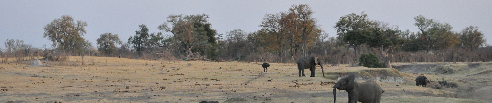 Zimbabwe Hwange Deteema Springs Wildlife Sightings September 2020 Elephant Banner Zimbabwe Hwange Deteema Springs Wildlife Sightings September 2020 Elephant Banner