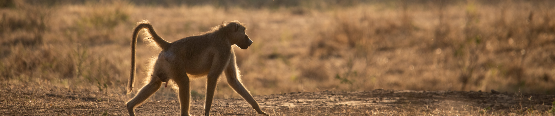 Machaba Ingwe Pan Camp Wildlife Sightings August 2026 Banner Baboon Walking In Mana Pools