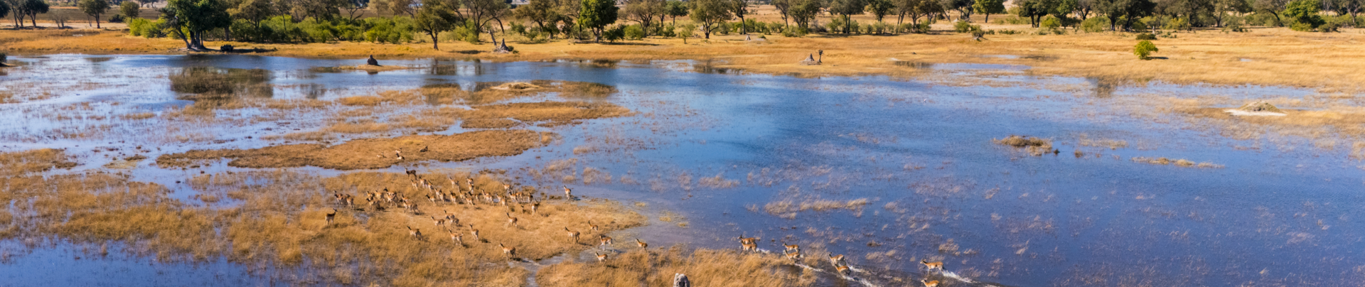 Machaba Monachira Camp Wildlife Sightings July 2026 Banner Okavango Floodplains