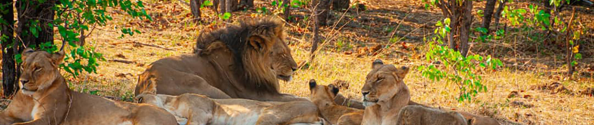 Zimbabwe Hwange National Park Deteema Springs Camp Wildlife Sightings November 2020 Banner