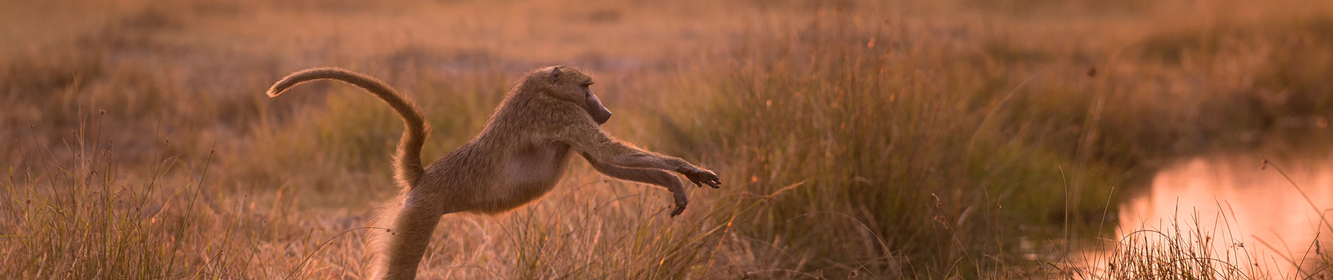 Botswana Machaba Camp Sightings September 2021 Wildlife Botswana Machaba Camp Sightings September 2021 Wildlife