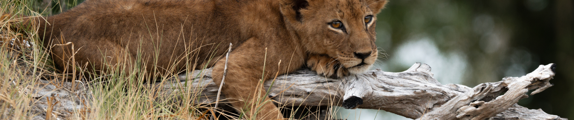 Machaba Kiri Camp Wildlife Sightings August 2026 Banner Lion Cub On A Branch