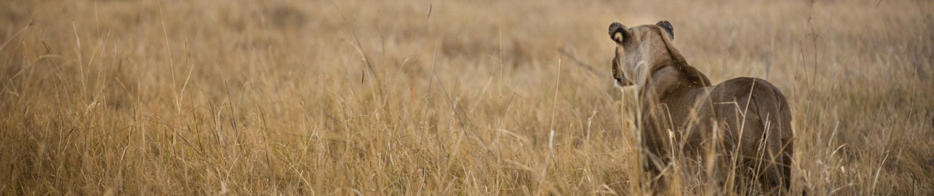Botswana Machaba Lioness