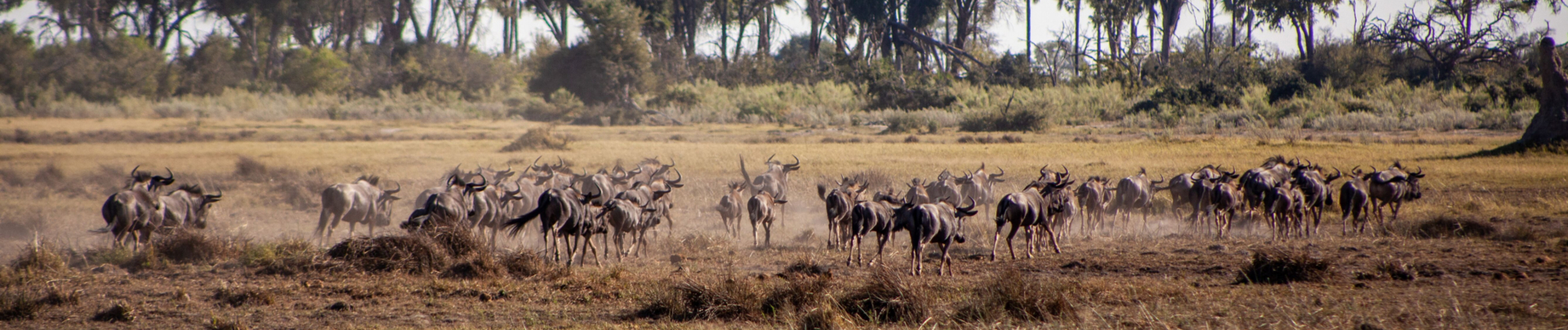 Machaba Zimbabwe Hwange Deteema Camp Buffaloes Sightings November 2019