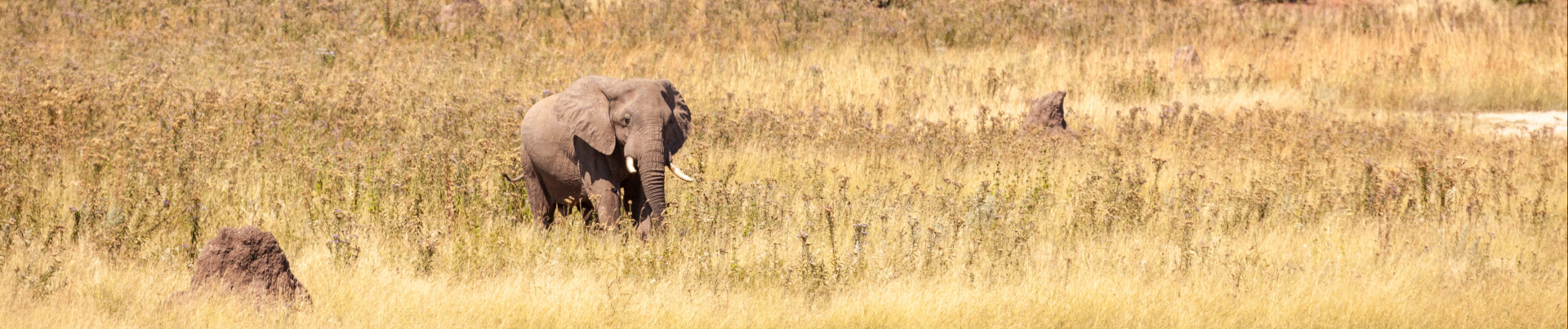 Zimbabwe Deteema Springs Elephant Banner Zimbabwe Deteema Springs Elephant Banner