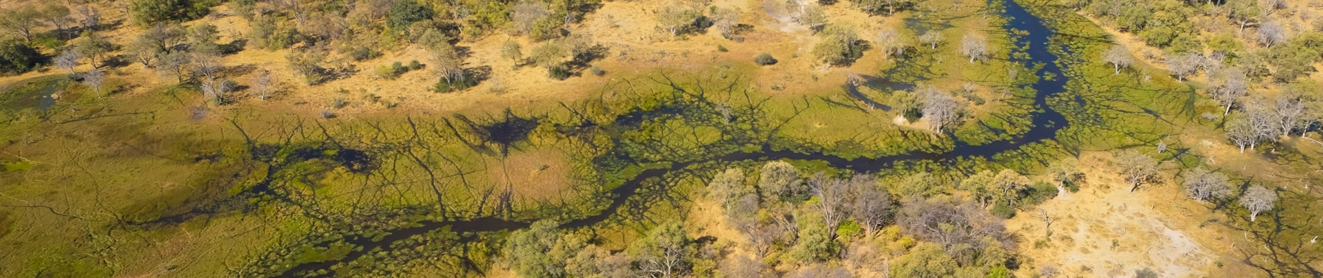 Machaba Camp Wildlife Sightings September 2025 Banner Okavango Delta Machaba Camp Wildlife Sightings September 2025 Banner Okavango Delta