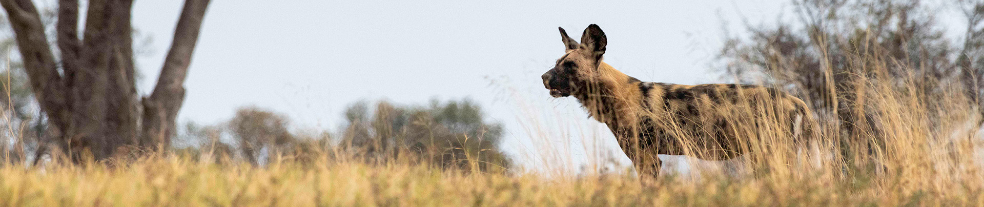 Machaba Safaris Botswana Kiri Camp Wild Dog Hunt