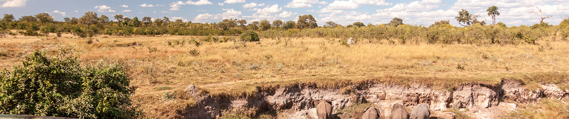 Zimbabwe Hwange Deteema Springs Sightings June 2021 Elephant Herd Zimbabwe Hwange Deteema Springs Sightings June 2021 Elephant Herd