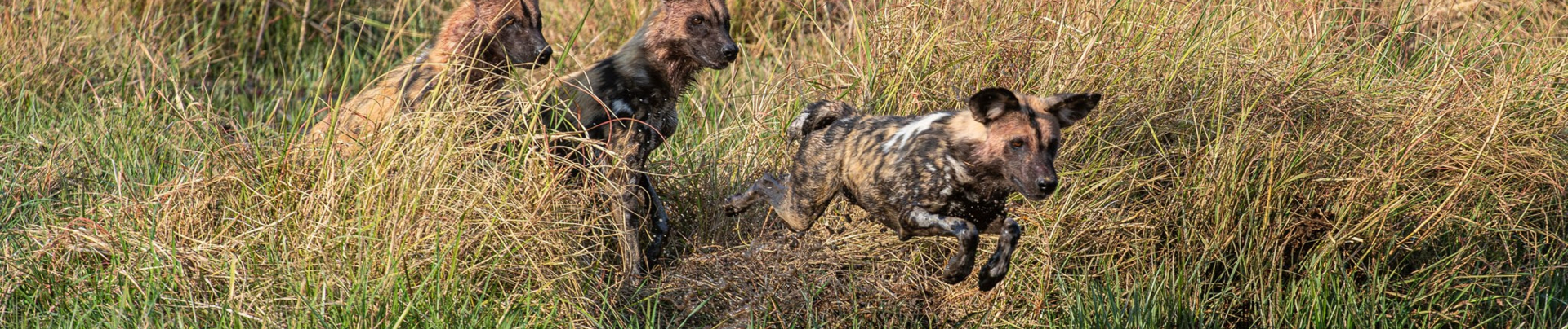 Mike Myers Machaba Wild Dogs