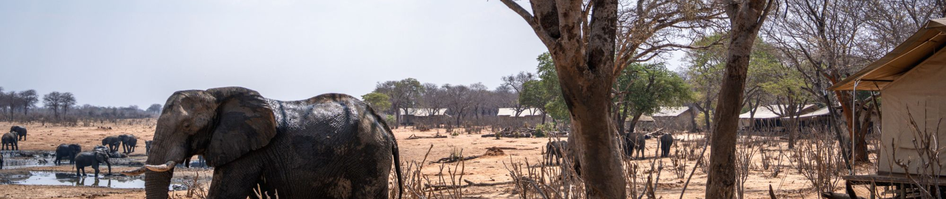 Verneys Camp Hwange Elephant Verneys Camp Hwange Elephant