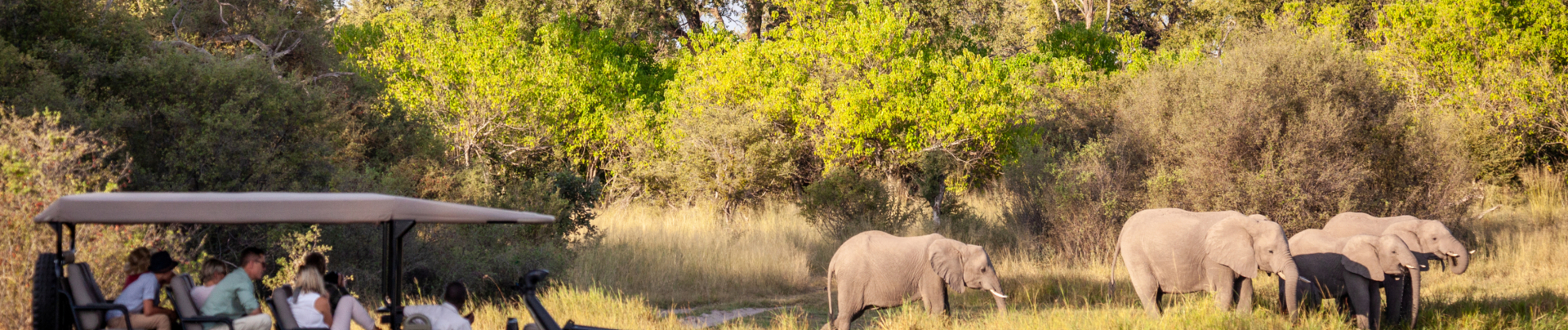 Machaba Botswana Okavango Delta Machaba Camp Sightings March 2020 Safari