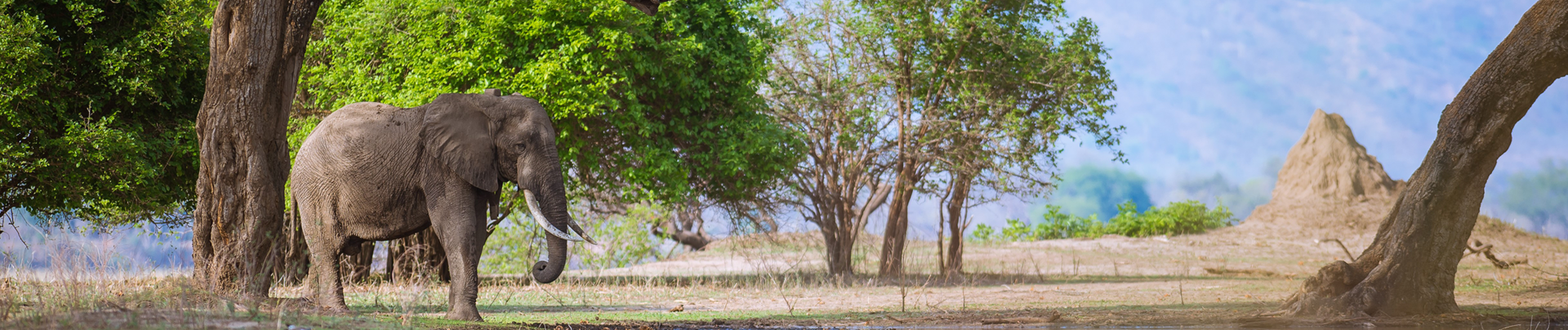 Zimbabwe Mana Pools National Park Ingwe Pan Zimbabwe Mana Pools National Park Ingwe Pan