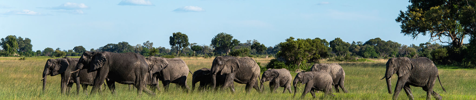 Kiri Green Season Elephants