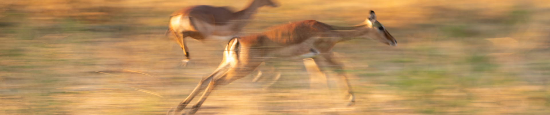 Machaba Mana River Camp Wildlife Sightings August 2026 Banner Springbucks Running