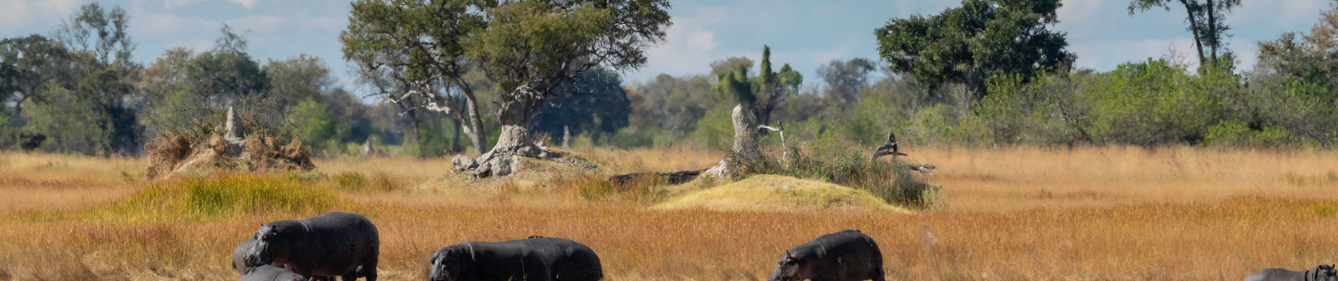 Machaba Safaris Kiri Camp Wildlife Sightings Hippos On Banks