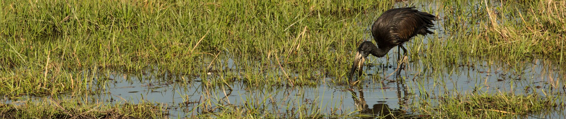 Botswana Machaba Camp Bird Sightings