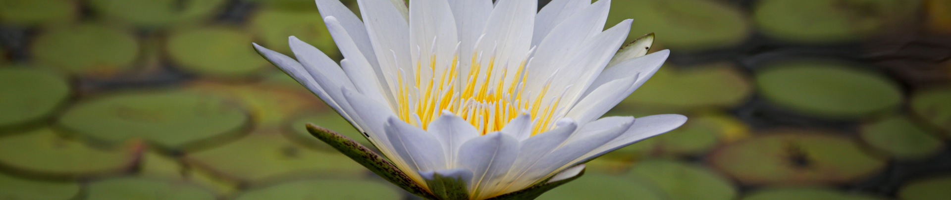 Botswana Monachira The Beauty Of Nature Waterlily