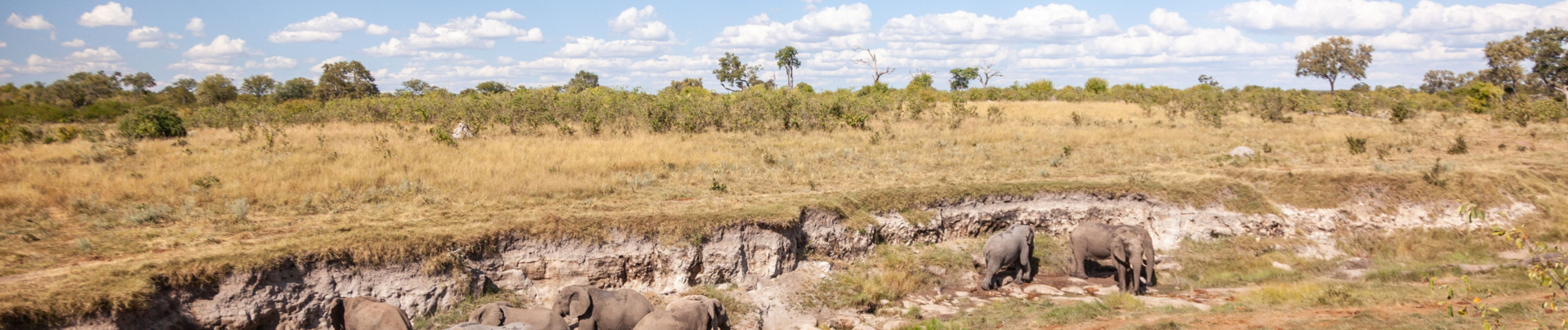 Machaba Zimbabwe Hwange Deteema Camp Elephants Machaba Zimbabwe Hwange Deteema Camp Elephants