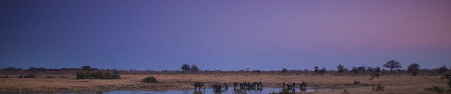 Machaba Hwange National Park Zimbabwe Zim Special 2021 Machaba Hwange National Park Zimbabwe Zim Special 2021