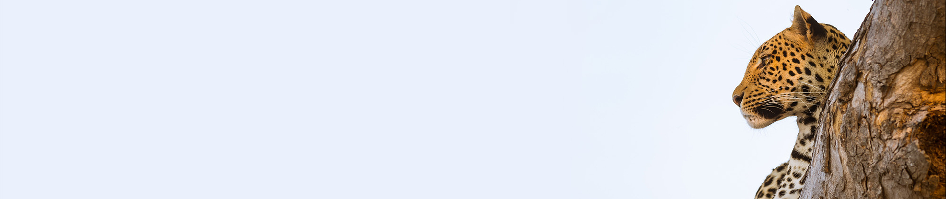 Machaba Web Blog Wildlife Stories Ngoma Leopard