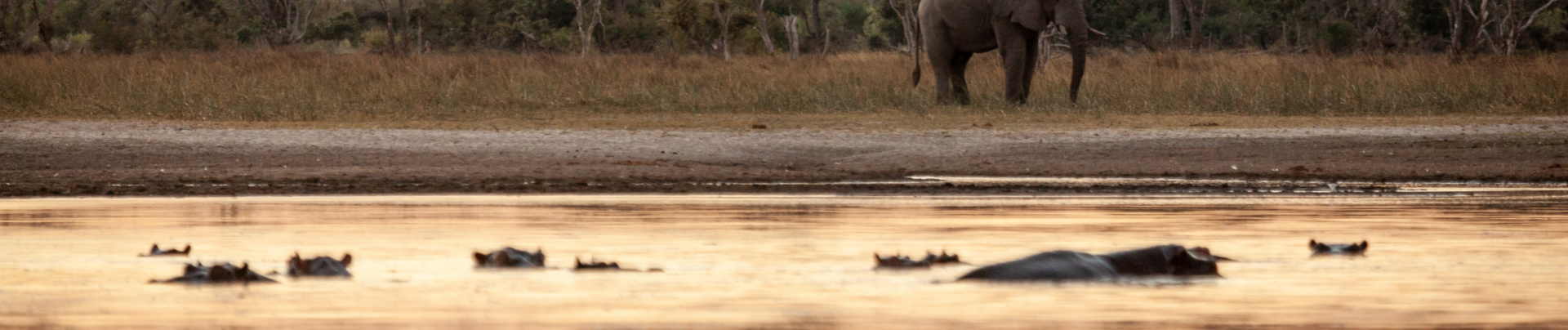 Machaba Machaba Camp Wildlife Sightings June 2026 Banner Elephants And Hippos In The Evening