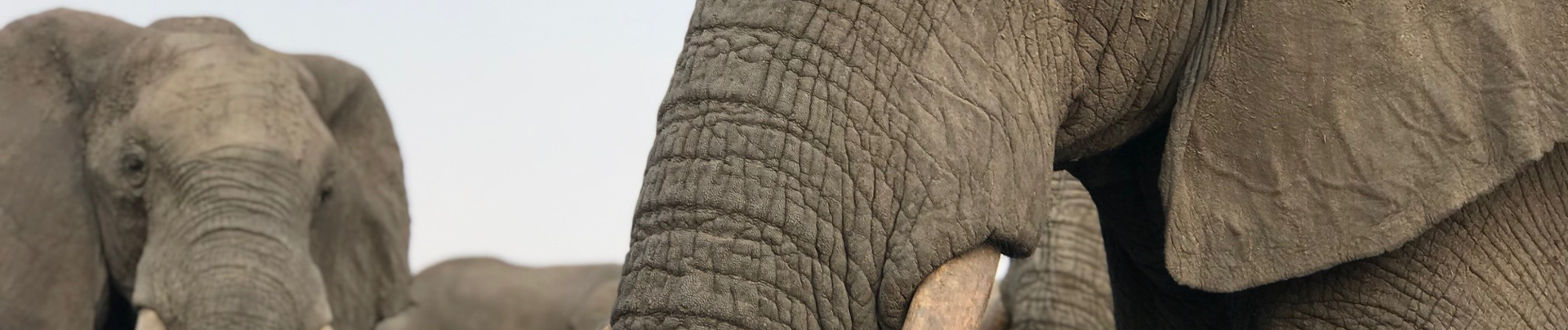 Machaba Botswana Okavango Delta September Sightings 2020 Elephants Banner Machaba Botswana Okavango Delta September Sightings 2020 Elephants Banner