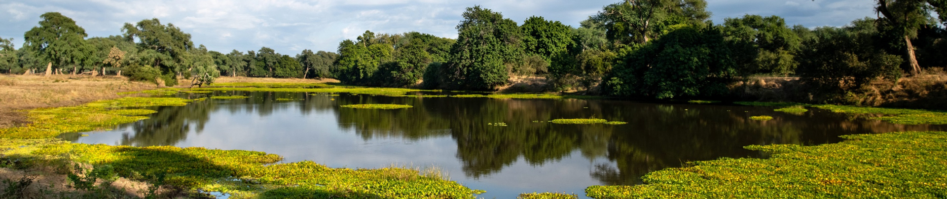 Machaba Ingwe Pan Camp Wildlife Sightings October 2025 Banner Mana Pools National Park