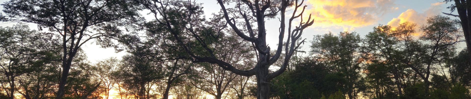 Machaba Ingwe Pan Camp Wildlife Sightings May 2026 Banner Sunset At Ingwe