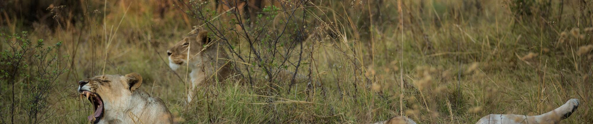 Machaba Camp Botswana Okavango Delta Lion Sightings Machaba Camp Botswana Okavango Delta Lion Sightings