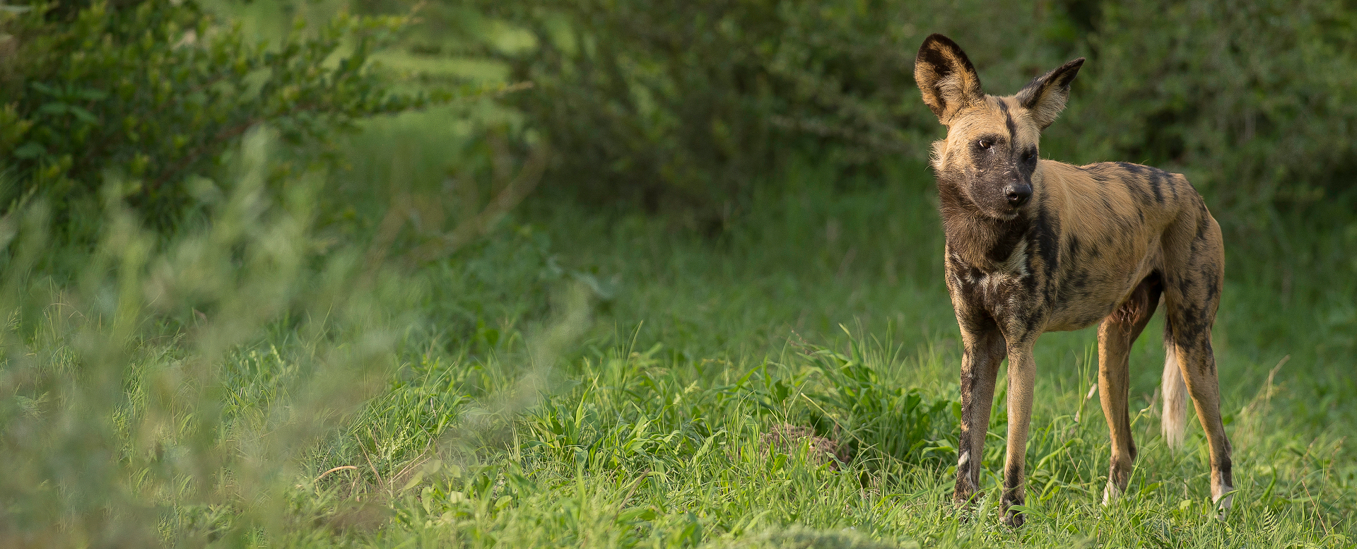 Machaba Web Wildlife Wild Dog Machaba Web Wildlife Wild Dog