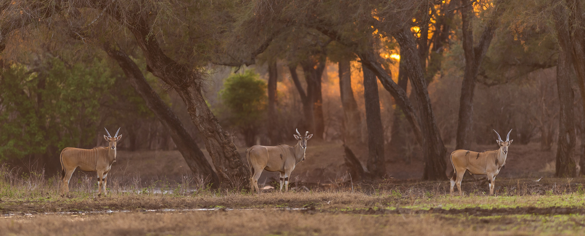Machaba Web Activity Canoeing Eland Edge Of River