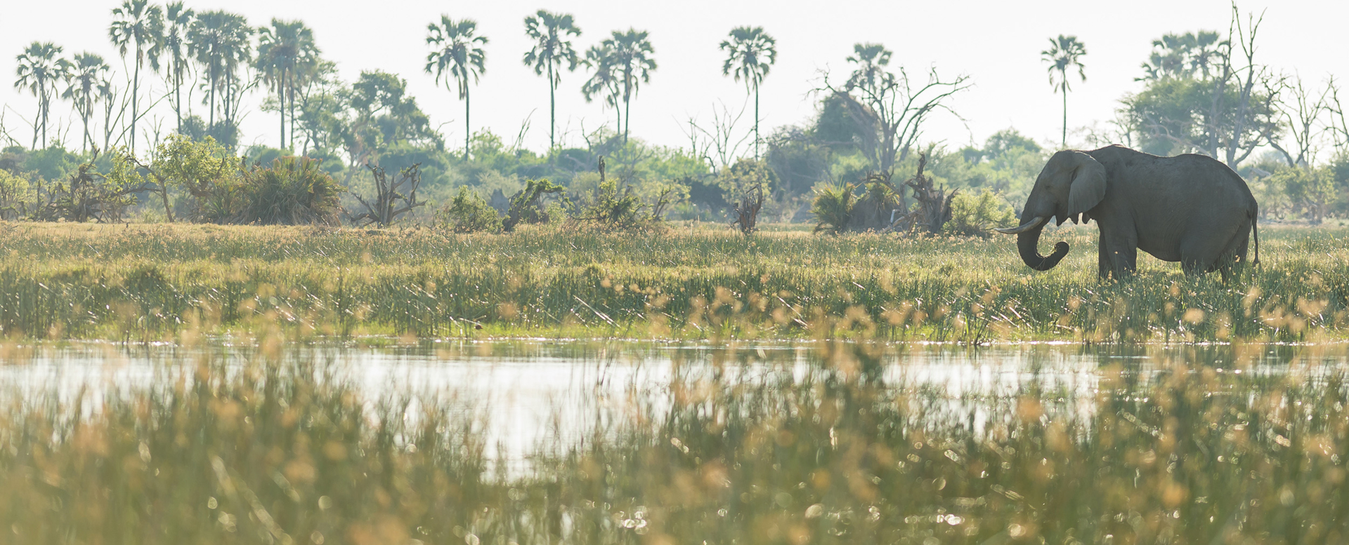 Machaba Web Activity Boating Elephant River Bank Machaba Web Activity Boating Elephant River Bank