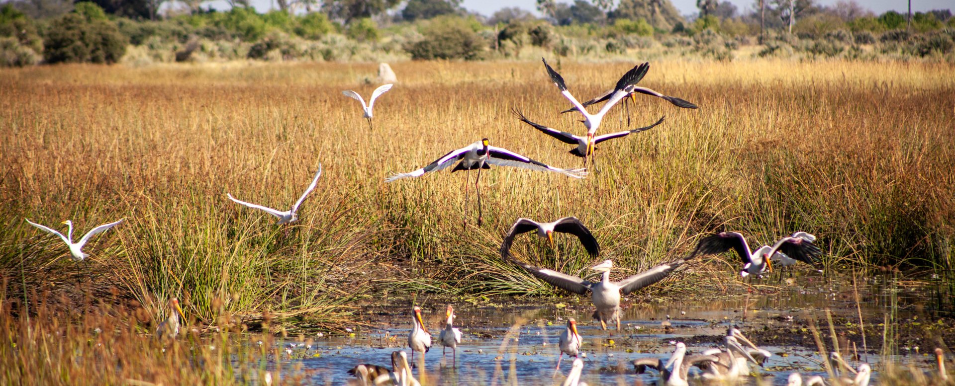 Machaba Gomoti Experience Safari Mvr 056 Machaba Gomoti Experience Safari Mvr 056
